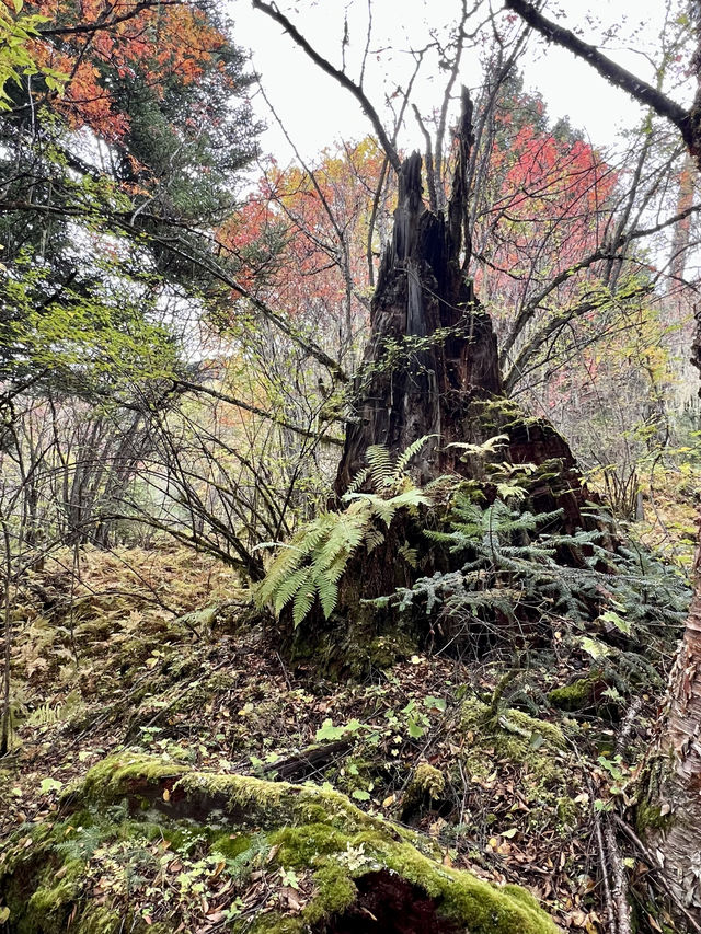 索松村 - 南迦巴瓦大本營 - 索松村。