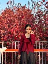 西安｜聽說雁南公園的楓葉都紅了。