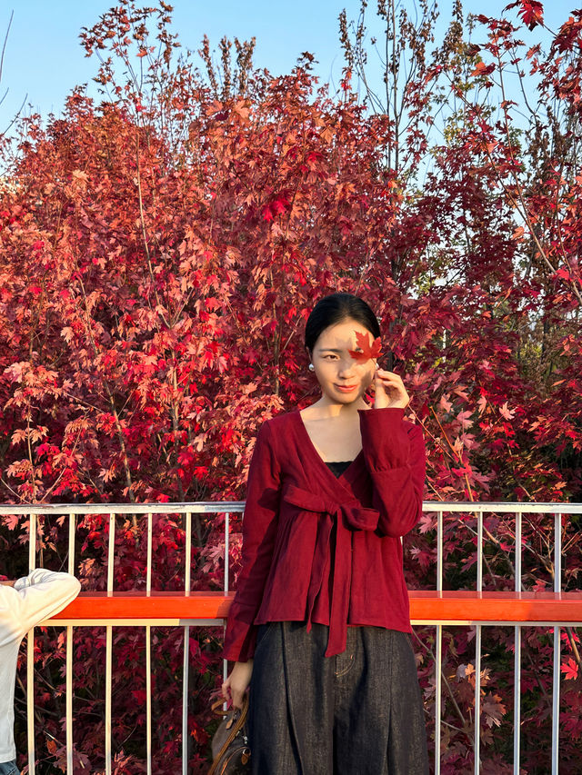 西安｜聽說雁南公園的楓葉都紅了。