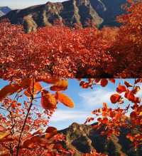 北京周邊楓葉。