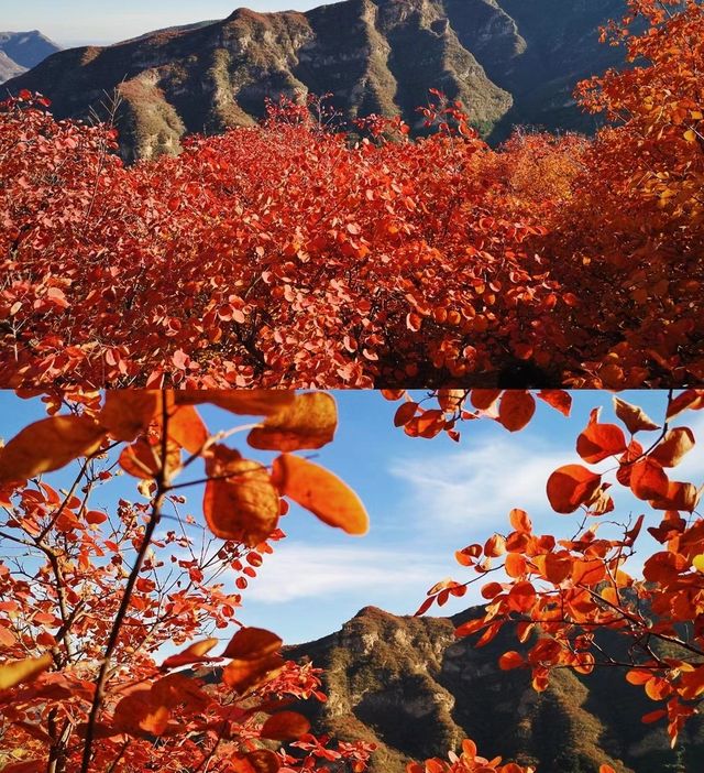 北京周邊楓葉。 北京周邊楓葉。