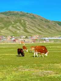 新疆 | 邂逅一望無際的草原。