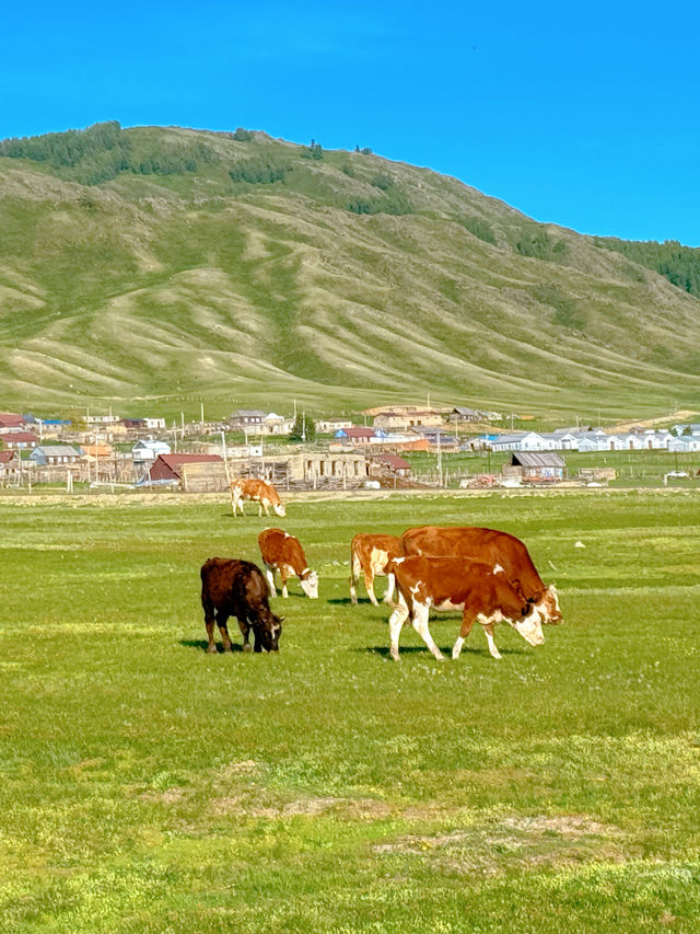 新疆 | 邂逅一望無際的草原。 新疆 | 邂逅一望無際的草原。