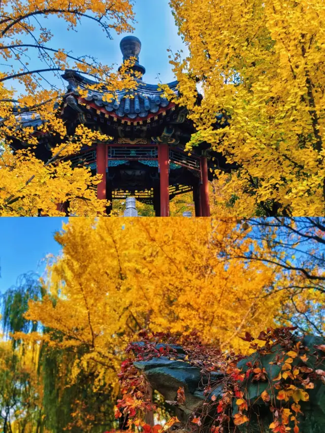 賞秋不用早起的小眾寶藏賞秋地，美得令人驚嘆。