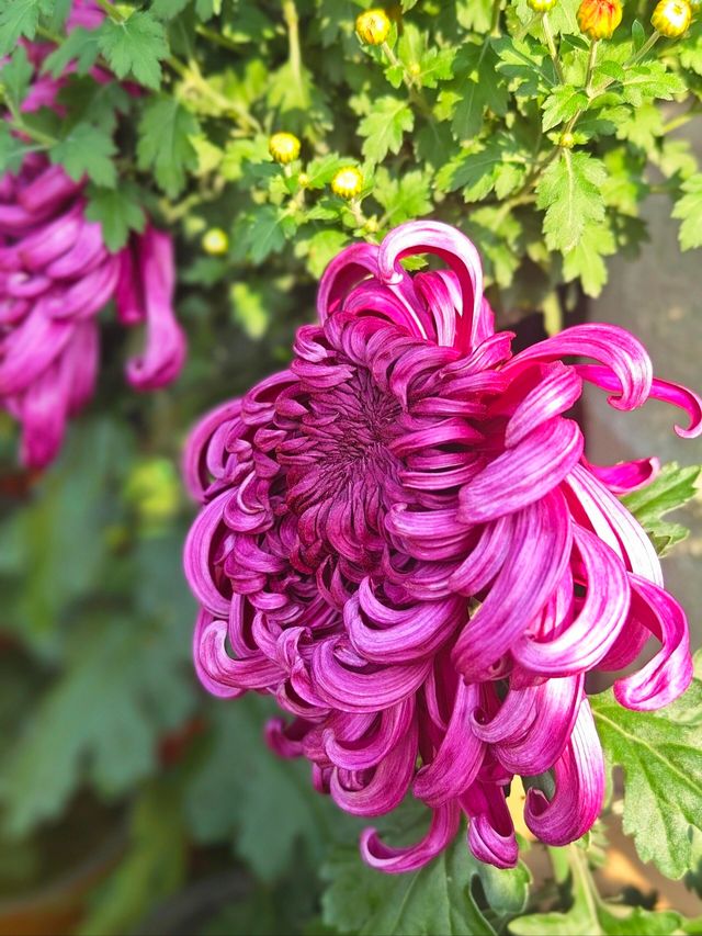 菊花開了,植物園賞菊。 菊花開了,植物園賞菊。
