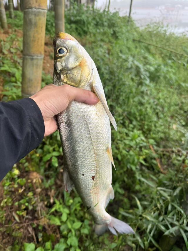 再次路亞釣魚！釣魚的魅力確實很大～。