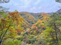 西安‧周至耿峪免費賞紅葉。
