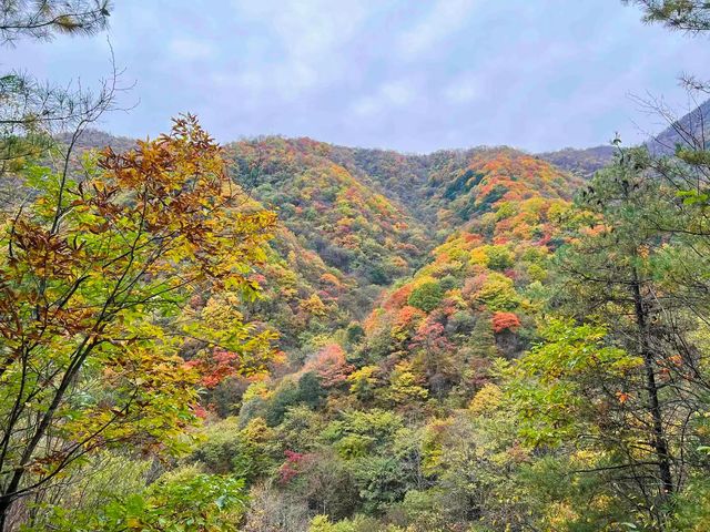 西安‧周至耿峪免費賞紅葉。