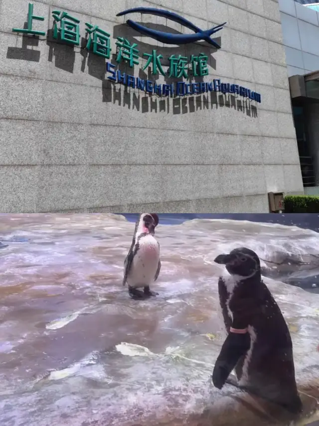 上海海洋水族館！遛娃好去處！。
