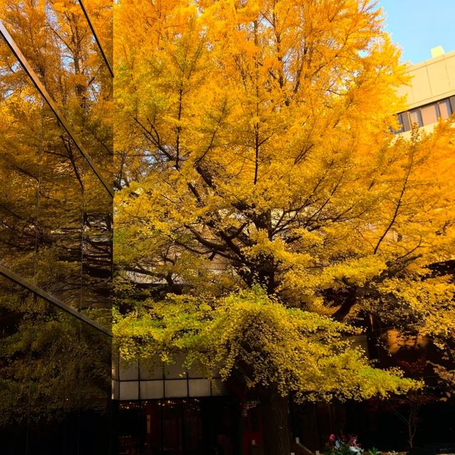 首都賓館百年銀杏樹。