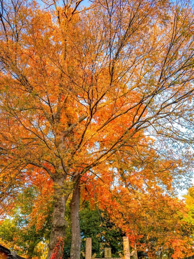 楓葉紅了太仙了！