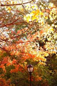 Prospect Park: A Convenient Spot for Leaf Peeping in New York