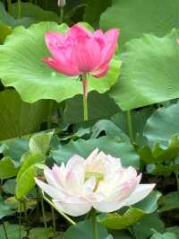 成都好逛的百花潭公園｜山水園林和城市錦繡的寫意。