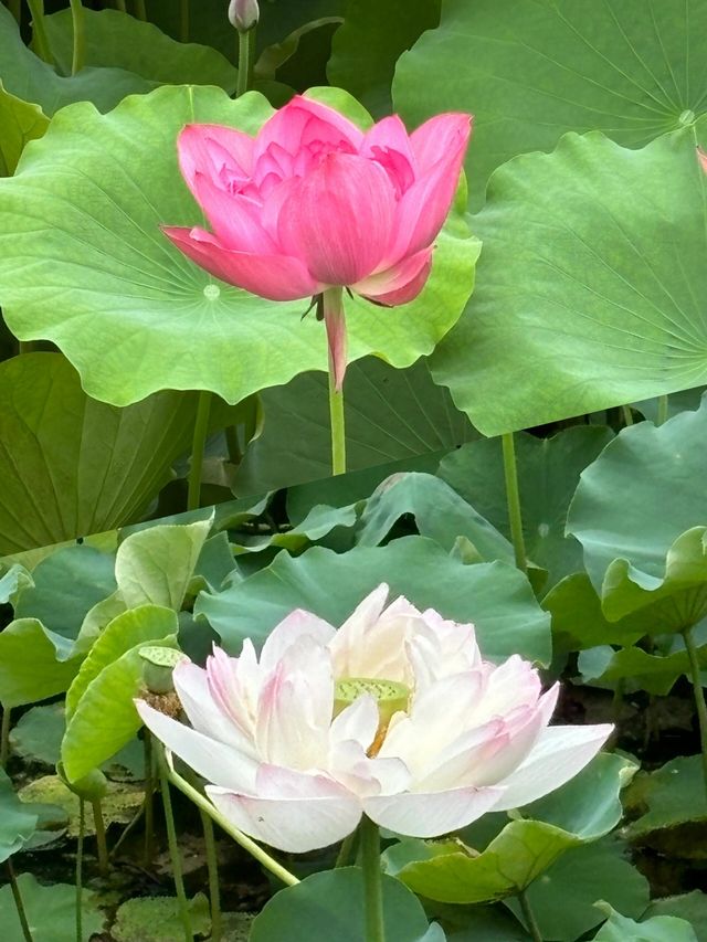 成都好逛的百花潭公園｜山水園林和城市錦繡的寫意。