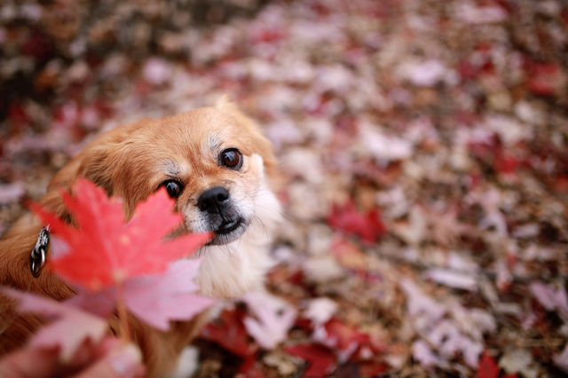 賞滿地紅楓，看農民畫，這裡是季節限定的紅色。