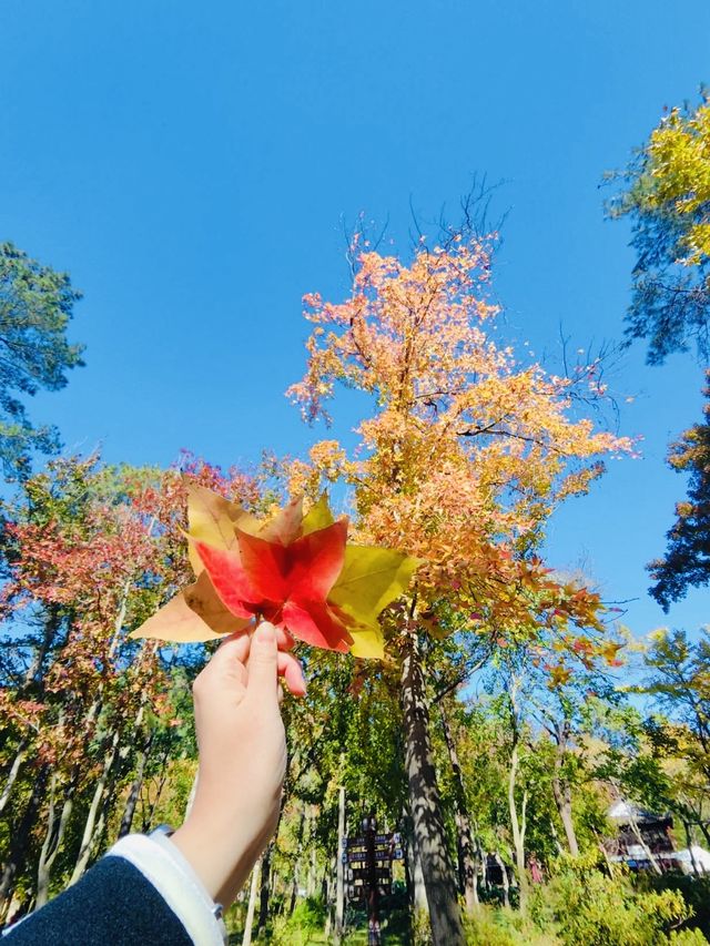 蘇州天平山紅楓美到窒息大家一起衝衝衝！！。