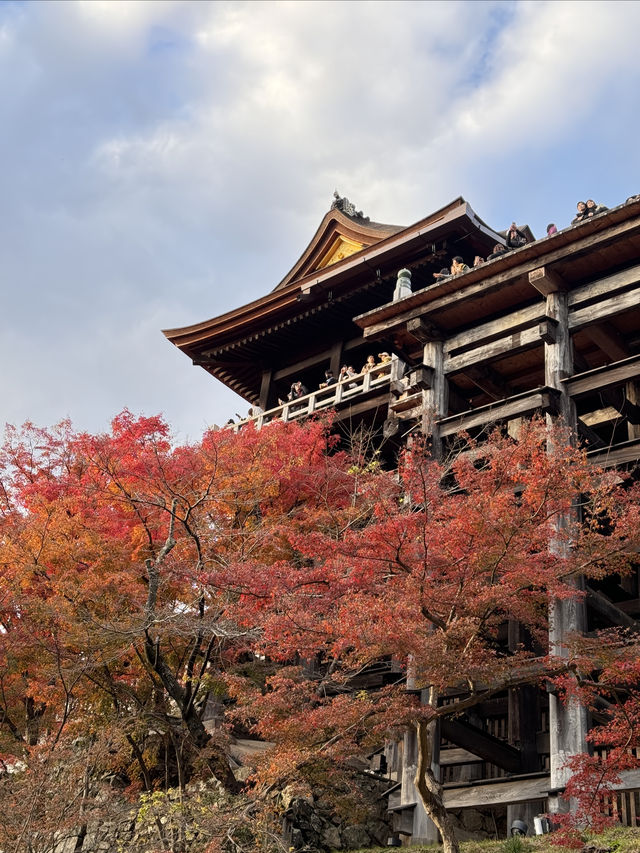 京都｜清水寺紅葉瀑布 風光無限