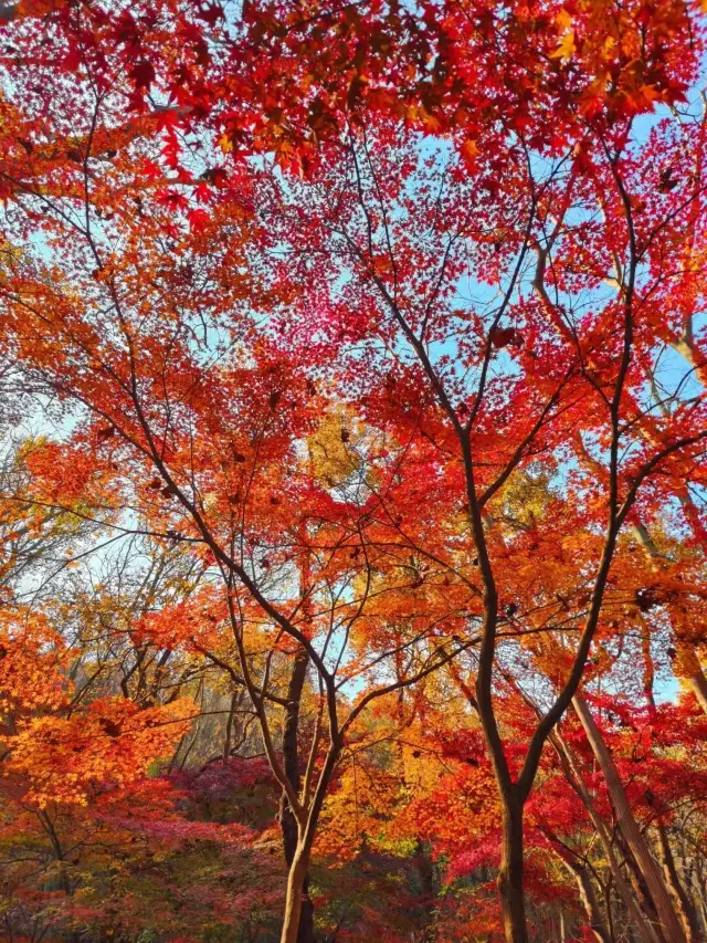 南京棲霞山賞楓路線分享