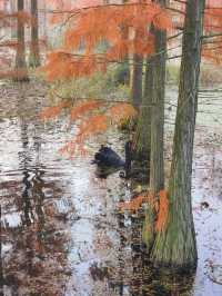 南京池杉湖濕地公園～最佳觀賞路線