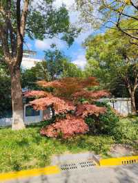 上海休閒的好地方顧村公園