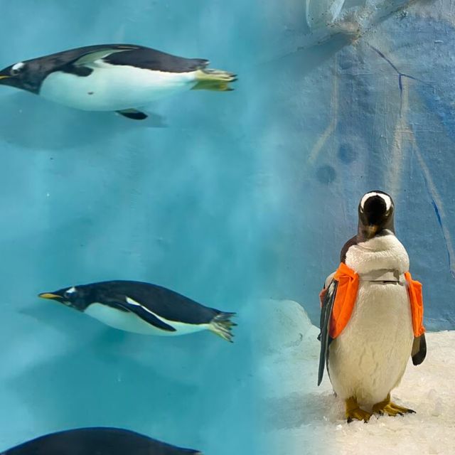哈爾濱公園表演美極了
