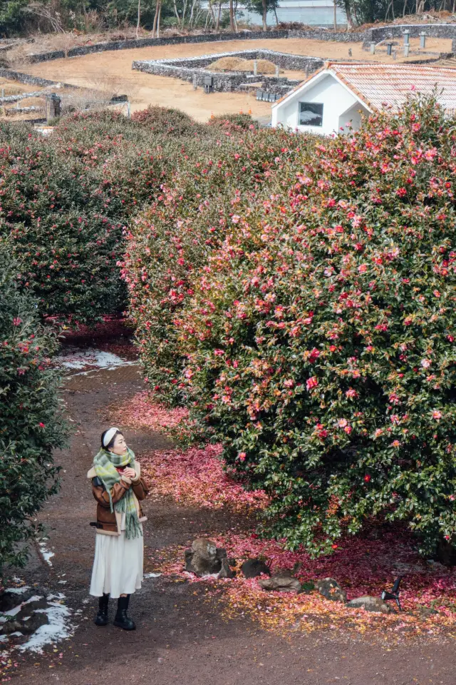 Jeju Island in winter is a romantic wonderland! Camellias in the snow, this is the place to be!