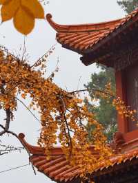 臨沂費縣叢柏庵，山寺清幽，來者皆誠！