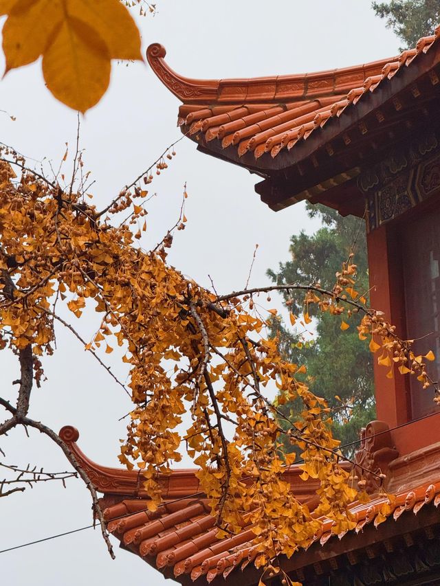 臨沂費縣叢柏庵，山寺清幽，來者皆誠！