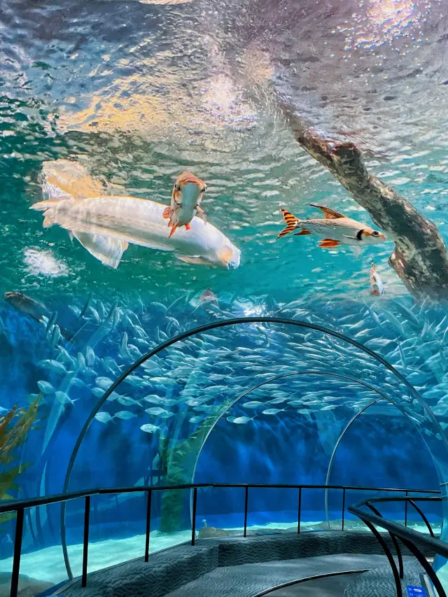 東方明珠下的海洋奇境：上海海洋水族館探秘