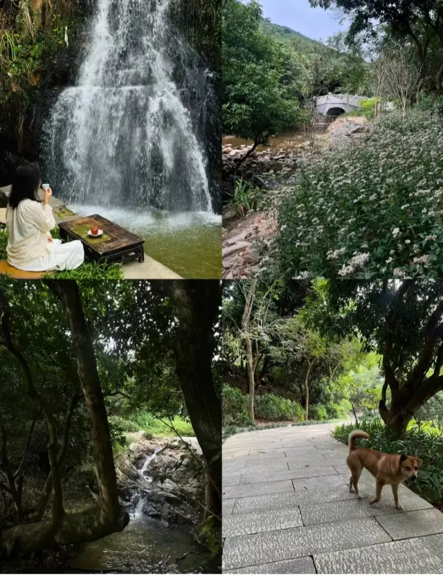 Shenzhen Weekend | A Hidden Waterfall + Tea Room Route in the City!