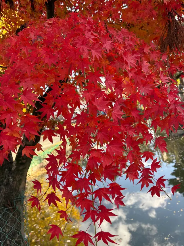 8日暢遊日本 盡享養顏溫泉足矣