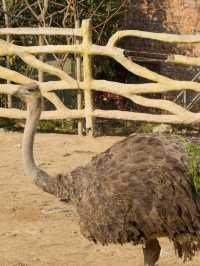冬季反向遊 | 附鶴壁動物園互動遊玩攻略