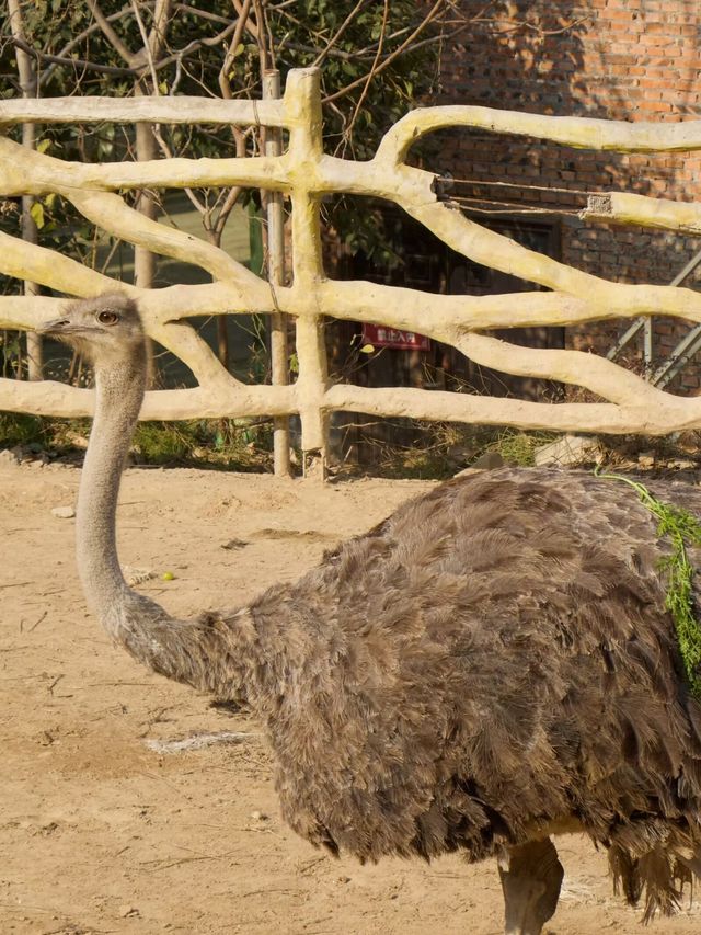 冬季反向遊 | 附鶴壁動物園互動遊玩攻略