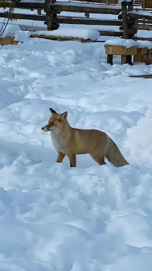 冬季的新疆；冰與雪的童話世界