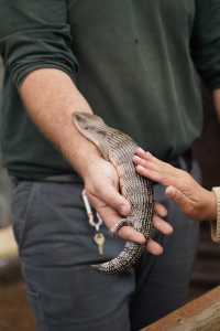 打卡澳大利亞考拉王國：凱維森動物園