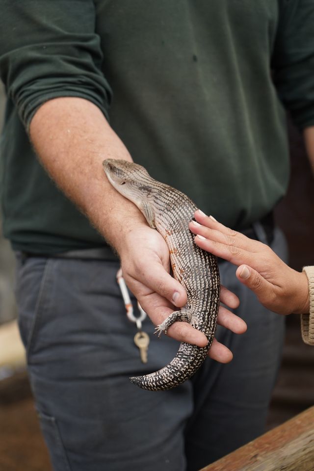 打卡澳大利亞考拉王國：凱維森動物園