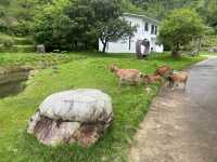 井岡山刷咗又刷嘅靚景民宿