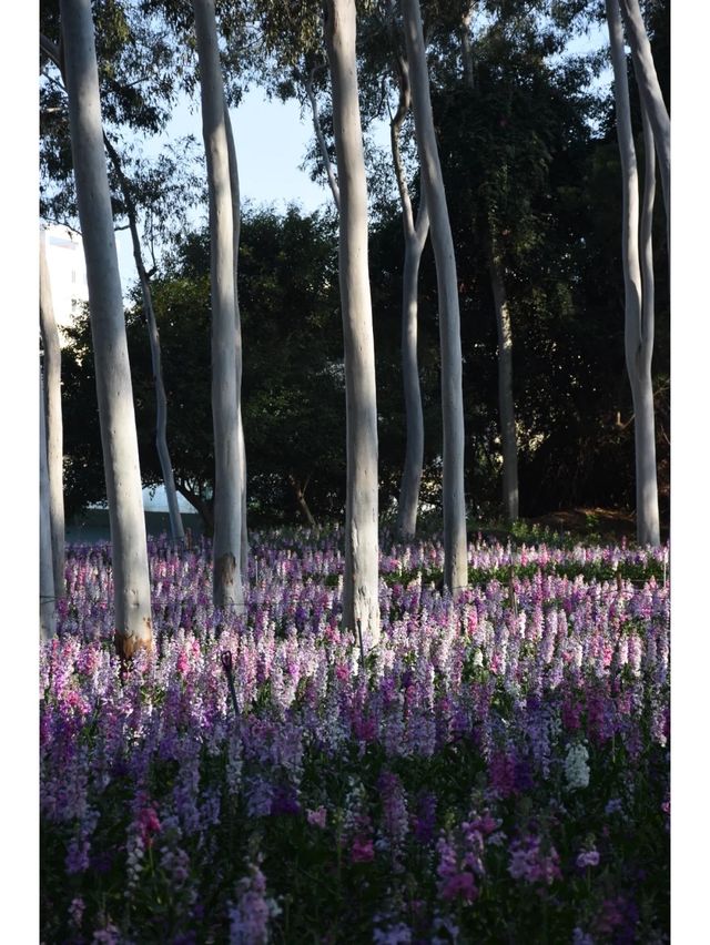 記憶中的忠綸公園花海，真的從來就沒輸過！