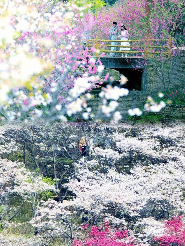 廣東韶關櫻花峪刺激了我的眼睛