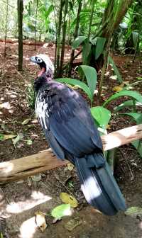 伊瓜蘇百鳥園