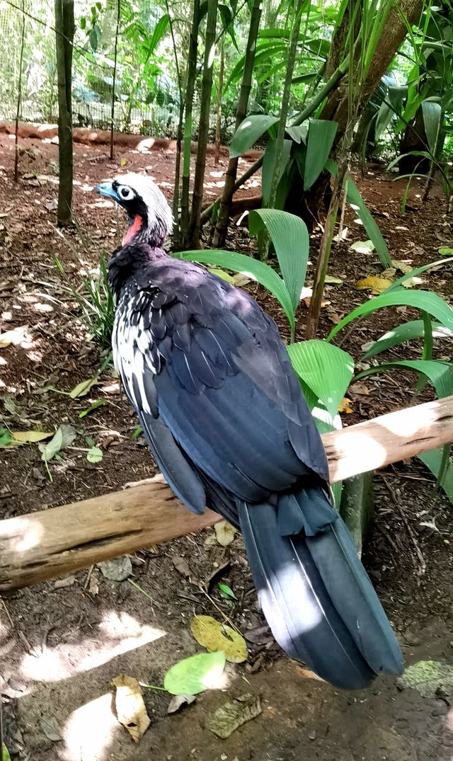 伊瓜蘇百鳥園