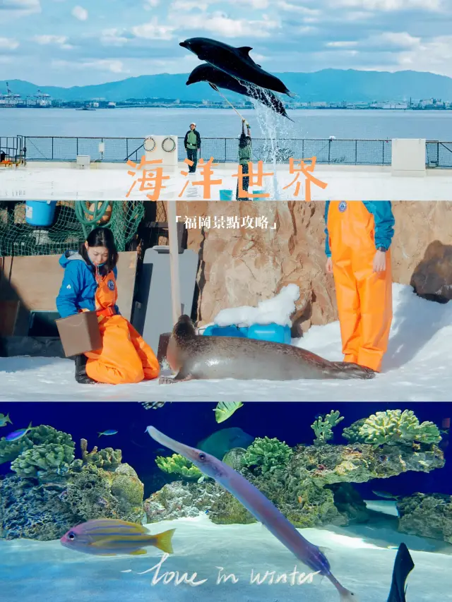 福岡海洋世界景點攻略精彩的海豚和海獅表演適合全家大小一同遊玩的景點。
