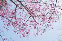 浪漫春節賞櫻花