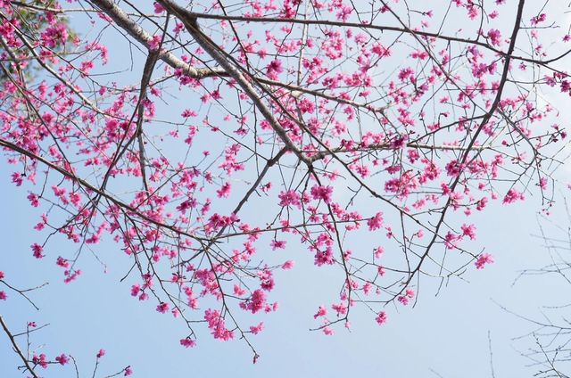 浪漫春節賞櫻花