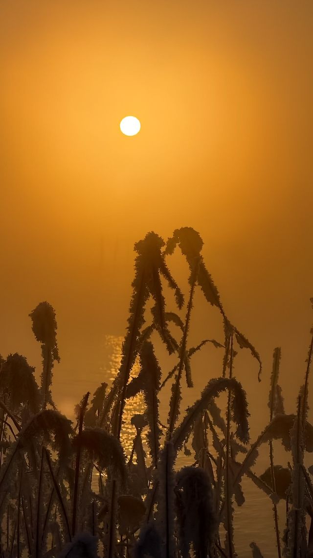 天鵝泉霧凇，一眼萬年的冬日綺夢
