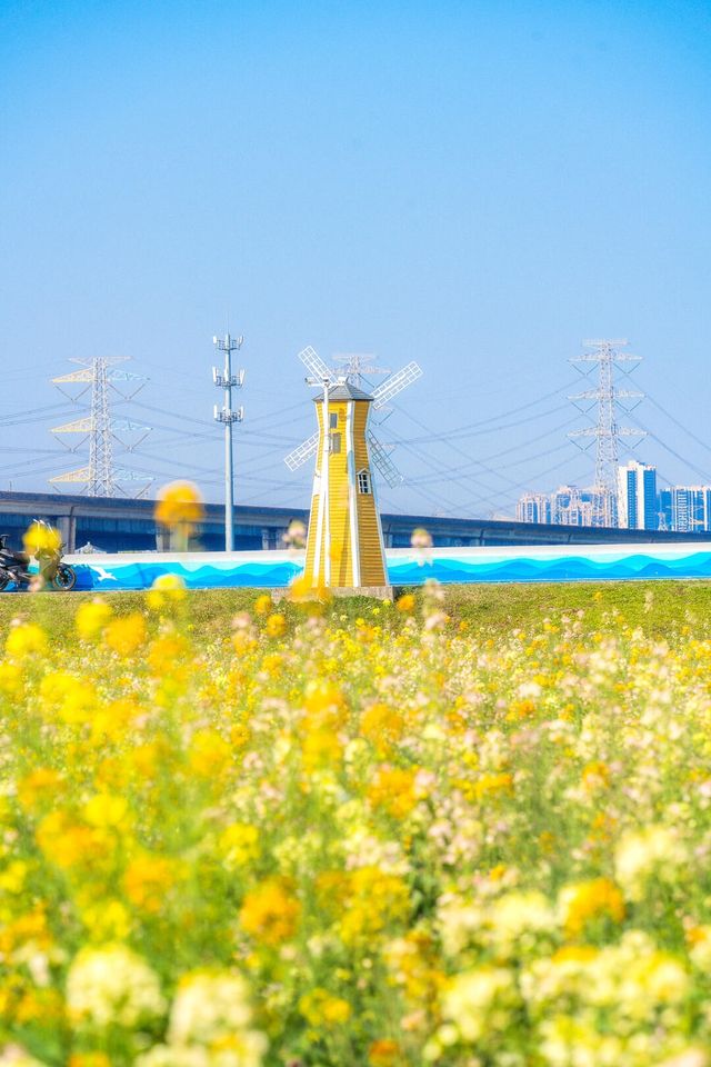 廣州油菜花海