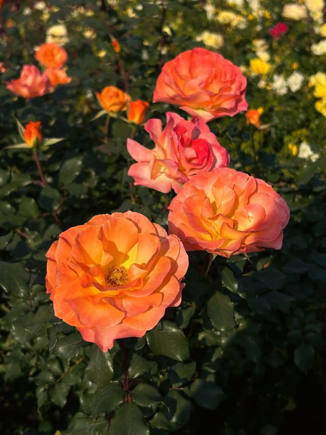 #深圳市立新湖公園的花海盛宴