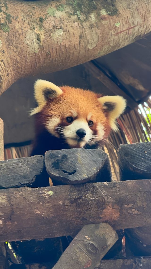普洱，有感覺祛魅
