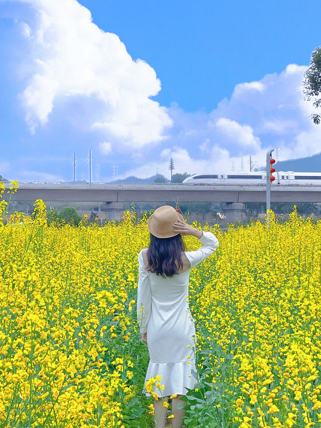 光明歡樂田園 ᵕ̈ 闖進春日的油菜花田