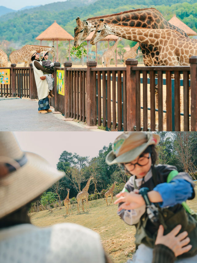 清遠長隆最全攻略（路線餵動物遊樂設施）
